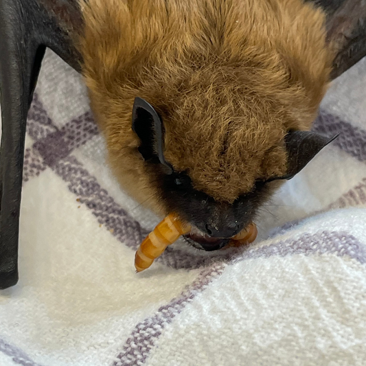 Everybody loves mealworms! Feed a bat for a week