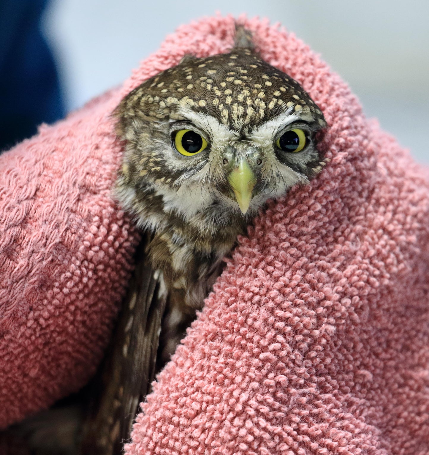 Wildlife Health Check