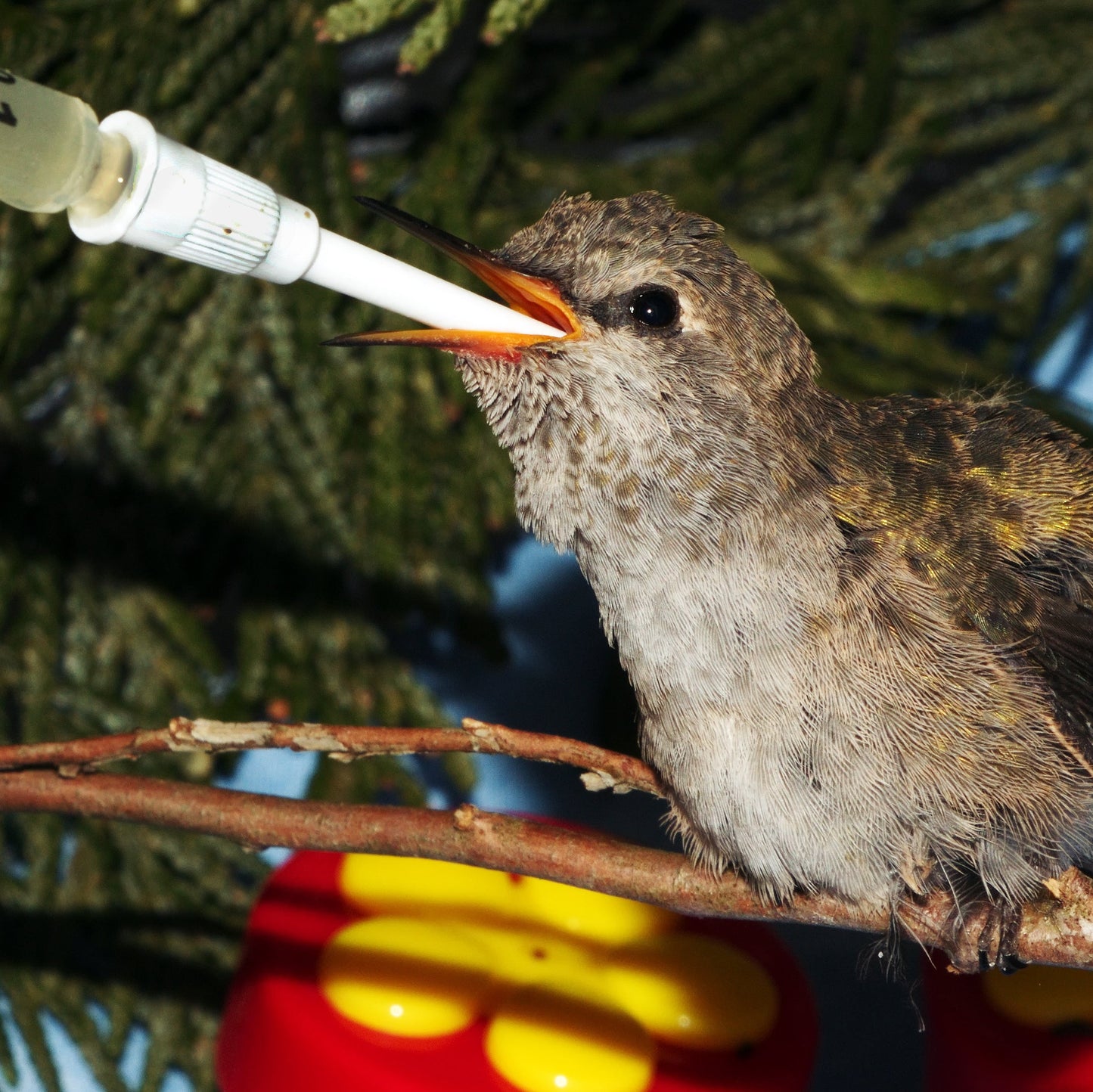Wildlife Feeding Essentials