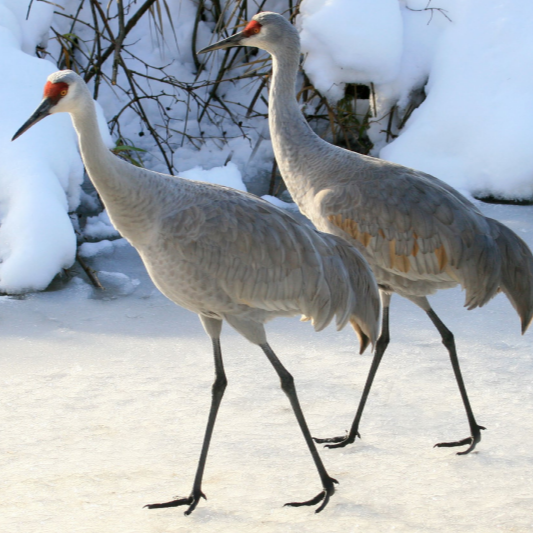 Symbolic Adoption - Sandhill Crane