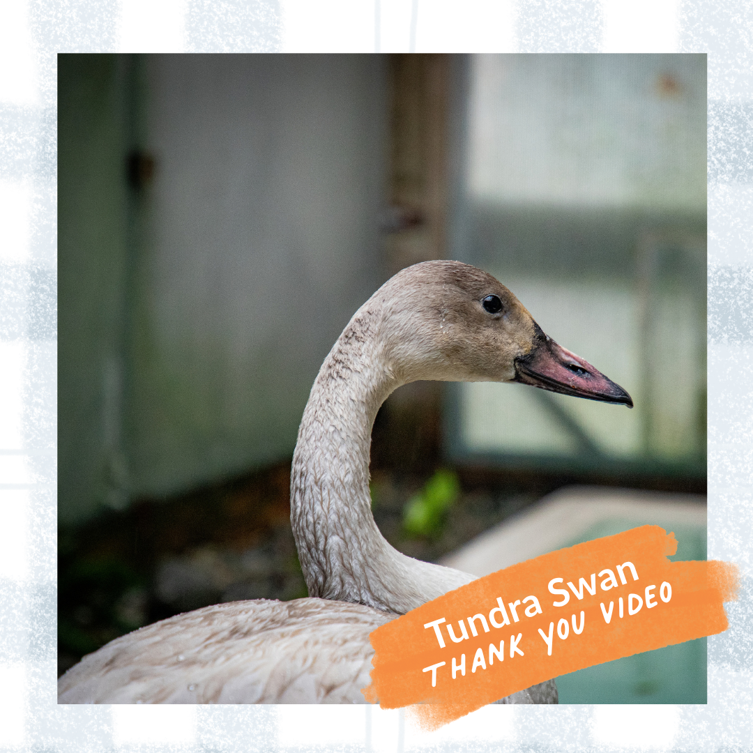 Thank You Video eCard - Tundra Swan