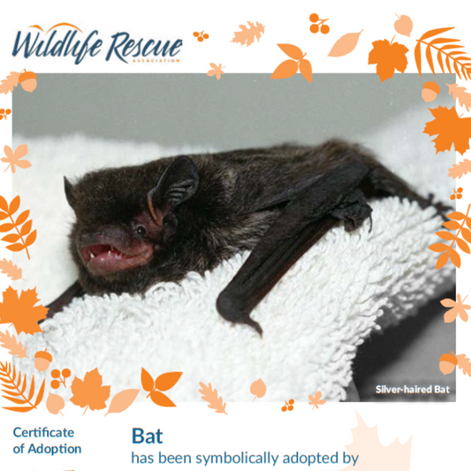 Limited Edition Fall Symbolic Adoption - Bat