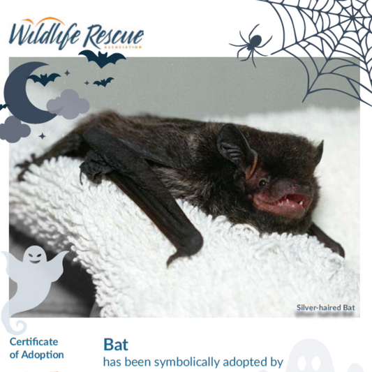 Limited Edition Halloween Symbolic Adoption - Bat