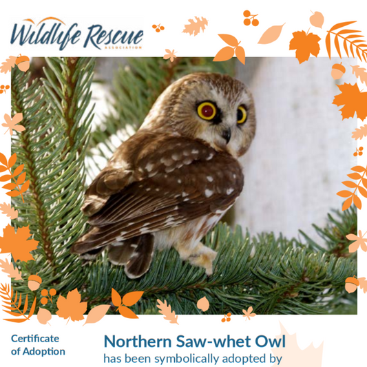 Limited Edition Fall Symbolic Adoption - Northern Saw-whet Owl