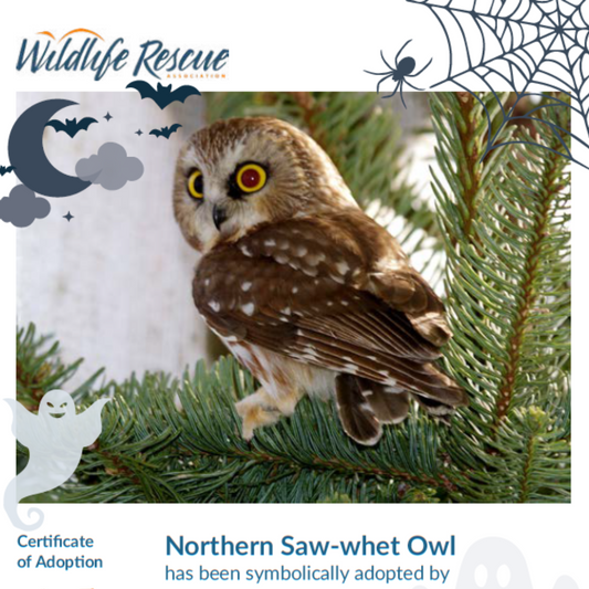 Limited Edition Halloween Symbolic Adoption - Northern Saw-whet Owl