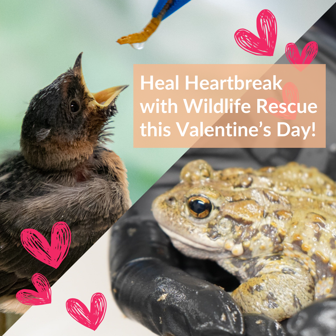 Heartbreak Relief: Feed Wildlife, Heal Your Heart!