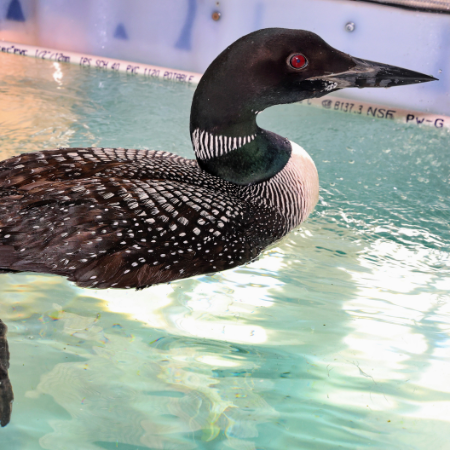 Help a Seabird Stay Warm and Dry