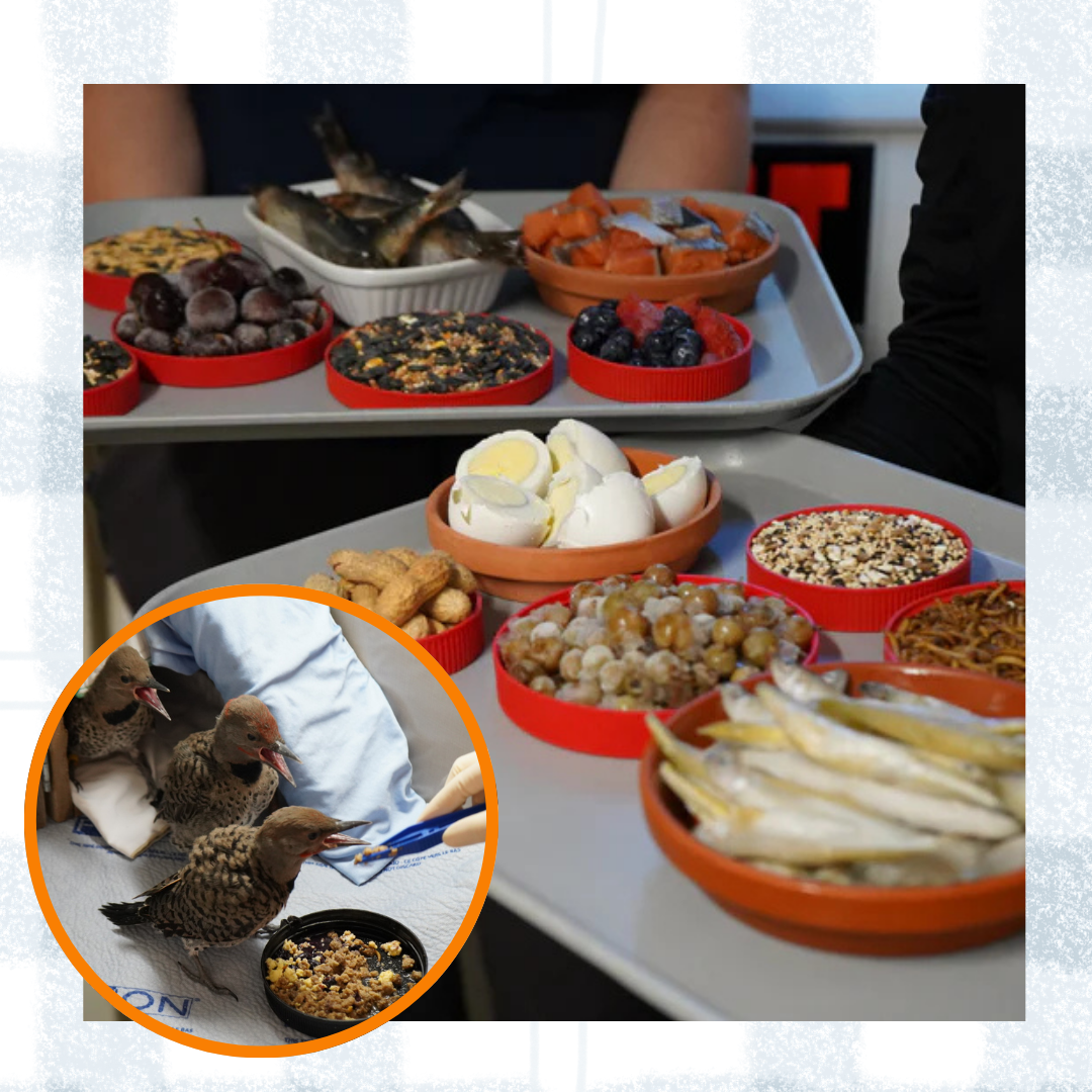 Family Feast