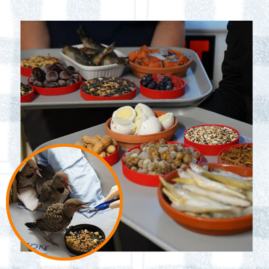 Family Feast