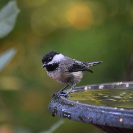 Bird Bath