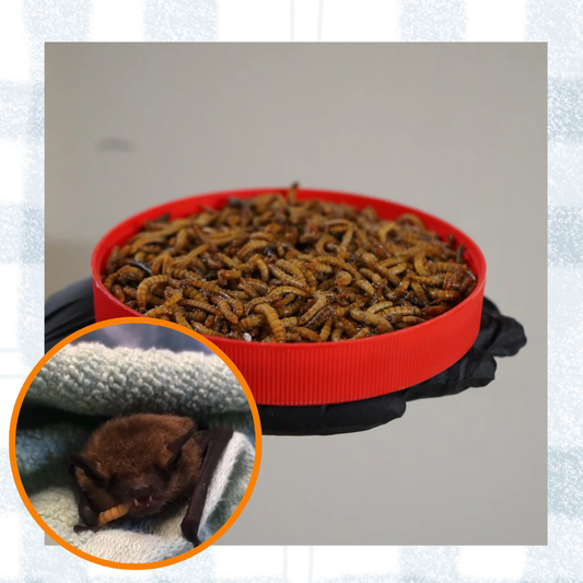 Mealworm Medley