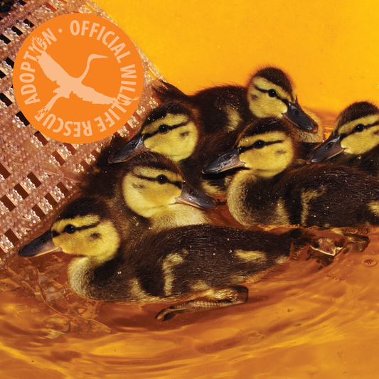 Symbolic Adoption - Brood of Ducklings
