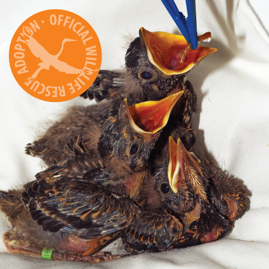 Symbolic Adoption - Nest of Baby Birds