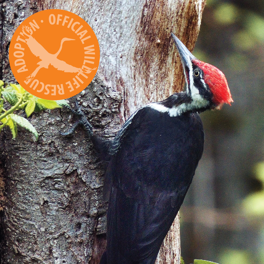 Symbolic Adoption - Pileated Woodpecker